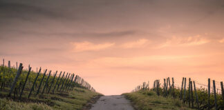 Jaki jest owoczesny i zawsze skuteczny herbicyd dla każdego rolnika