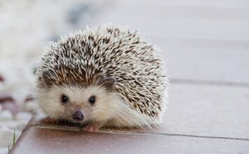 Na jakie kołki montować okna?