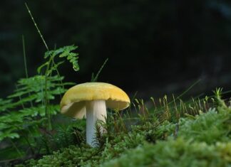 Czym ciąć płyty meblowe?