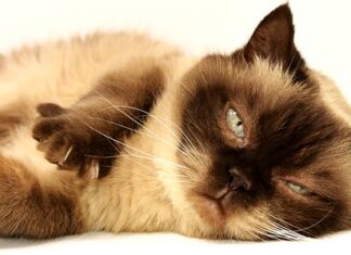 Czy do krótkich firanek pasują długie zasłony? Czy do krótkich firanek pasują długie zasłony?