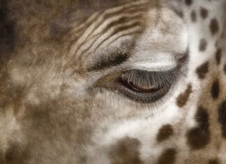 Czym usunąć plamy z deski? Czym usunąć plamy z deski?