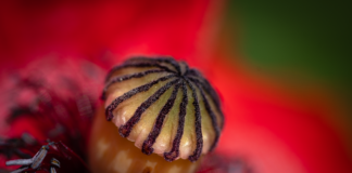 Jaka karta pamięci do Steam Deck?