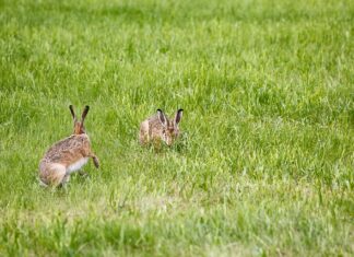 Jak zrobić lampę z kosza? Jak zrobić lampę z kosza?
