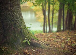 Pod co można sypać korę? Pod co można sypać korę?