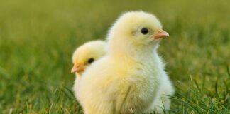 Czym wyczyścić kran z zacieków?