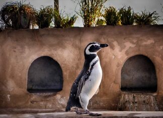 Jak długo trwają testy psychologiczne?