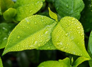 Co zatrzymuje wilgoć w glebie? Co zatrzymuje wilgoć w glebie?