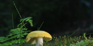 Czym skręcać płyty meblowe?