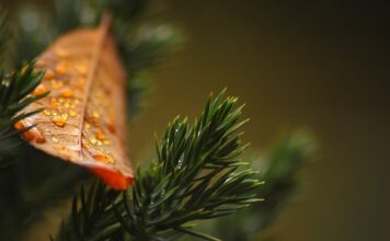 Czy tuje należy podlewać? Czy tuje należy podlewać?