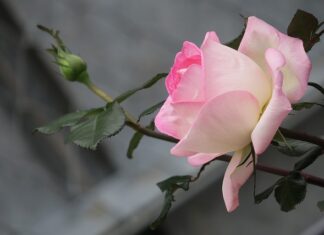 Jak pozbyć się Żółtego osadu z deski sedesowej? Jak pozbyć się Żółtego osadu z deski sedesowej?