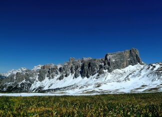 Jak zrobić nawóz z fusów kawy? Jak zrobić nawóz z fusów kawy?