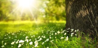 Jak zapakować kwiat w doniczce?