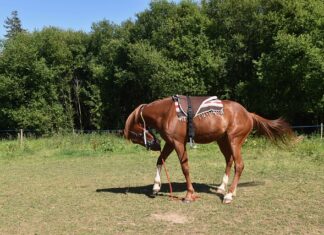 Jak zamontować ekran do projektora? Jak zamontować ekran do projektora?