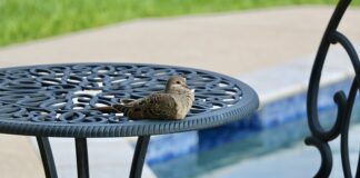 Co zrobić żeby woda w basenie była niebieska?