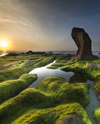 Skąd się biorą glony w basenie? Skąd się biorą glony w basenie?