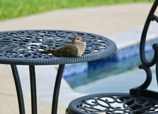 Ile dni może być woda w basenie?