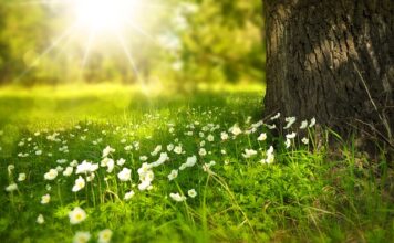 Jakie kwiaty podlewać wodą z cytryną? Jakie kwiaty podlewać wodą z cytryną?