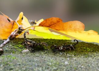 Jakie prezenty lubią skorpiony?