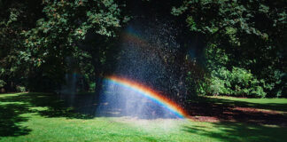 Jaki jest najlepszy nawóz do sadzenia nowej trawy